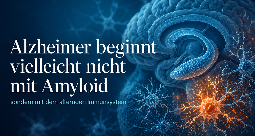 Alzheimer beginnt vielleicht nicht mit Amyloid – sondern mit dem alternden Immunsystem